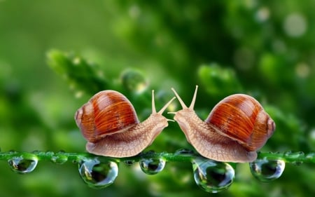 Snails - green, snails, animals, water drops