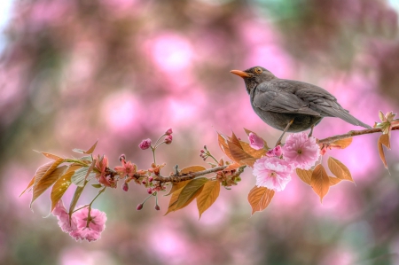 * Bird on a  flowering twig* - twig, animal, animals, spring, flowering, birds