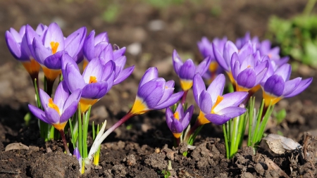 * Beautiful crocus * - flowers, flower, animal, animals