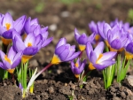 * Beautiful crocus *