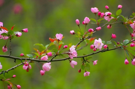 * Blooming twegs * - blooming, flowers, trees, nature, twegs