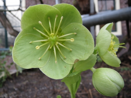 Green flower - flower, nature, green, photography