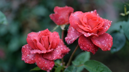 Roses - love, amazing, roses, red, beautiful, drops