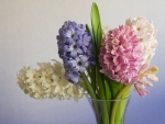 * Hyacinths *