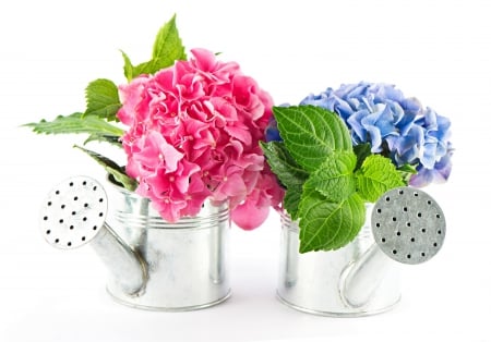 * Hydrangeas * - flower, pink, flowers, nature, blue