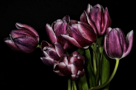 * Tulips * - nature, purple, tulips, flowers, flower