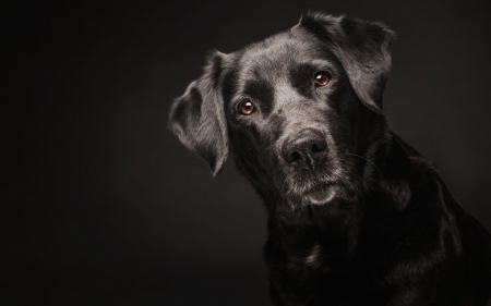 Hello! - animal dog, labrador, black, cute