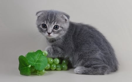 â™¥ - animal, cute, cat, kitten, leaf, grey, grapes, autumn, green