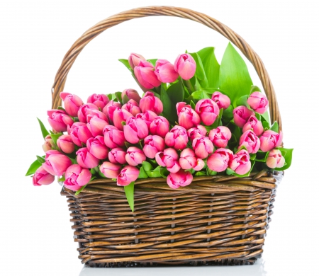 * Tulips * - flower, tulips, pink, flowers, nature