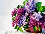 * Lilacs *