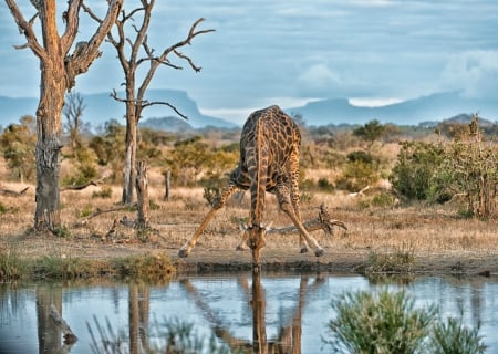 Giraffe - water hole, drinking, nature, giraffe, wild life