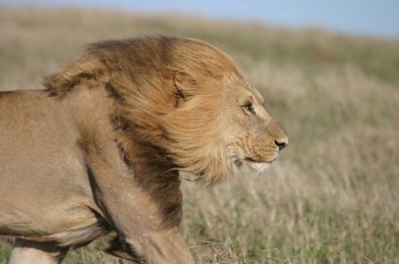 Lion - beautiful, wild life, big cat, lion