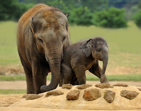 Elephants - elephant, cute, zoo, baby