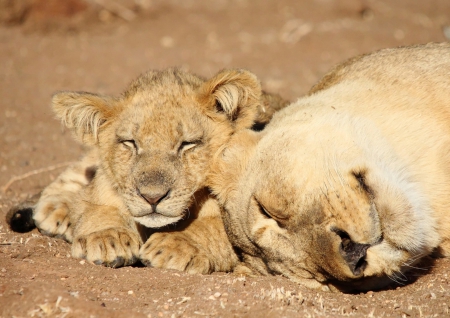 Mother lion - lioness, cub, lion, sleeping