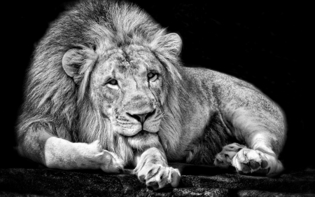 Lion - lion, animal, big cat, wild life