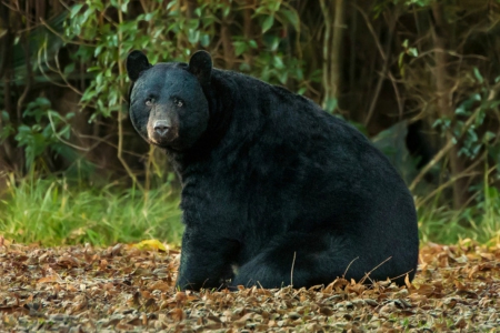 Black bear - forest, bear, black, wild life