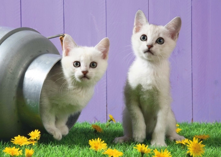 White kittens - grass, sweet, playing, flowers, fluffy, white, kittens, cute, cats, friends, adorable, kitties