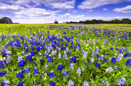 Texas bluebonnets festival - clouds, pretty, carpet, summer, beautiful, festival, spring, meadow, lovely, flowers, wildflowers, Texas, nature, field, sky, bluebonnets