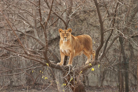 Lion in a tree - spring, tree, big cat, lion