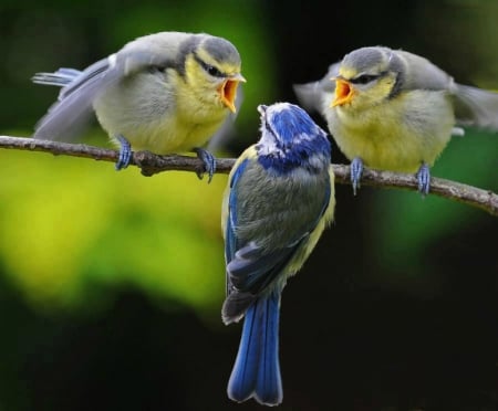 Chat room - chat, bird, birds, branch