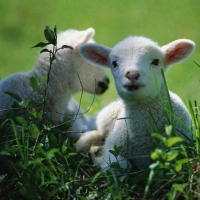 lamb