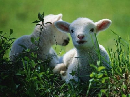 lamb - spring, sheep, cute, lamb