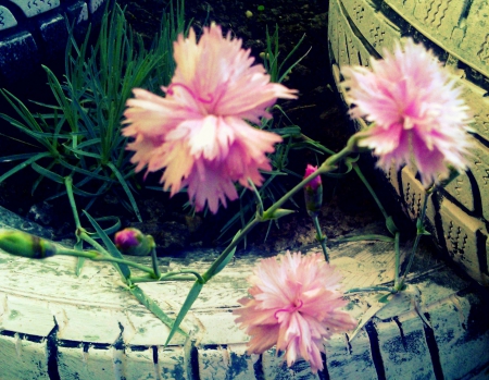 Pink little flowers - nature, pink, green, flowers, little