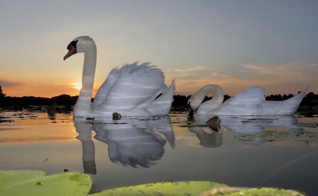 Swans - water, swan, lake, bird