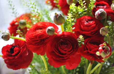 * Red asian buttercup * - nature, red, bouquet, flowers, flower