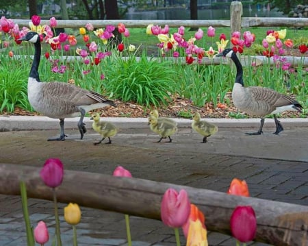 Proud parents - geese, proud, spring, parent