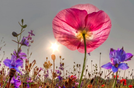 Spring field - flowers, spring, poppy, sun, irish