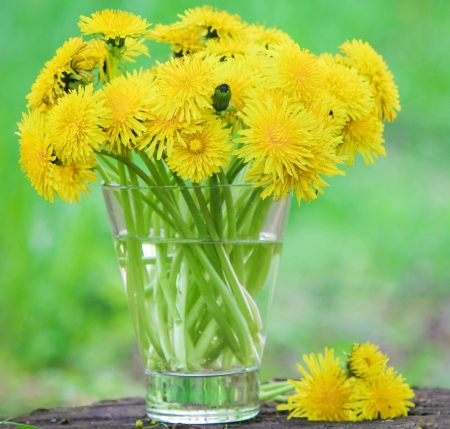 * Dandelions * - nature, yellow, bouquet, summer, flowers