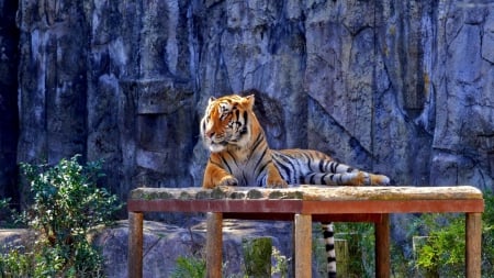 Resting Tiger - nature, park, predator, wildlife