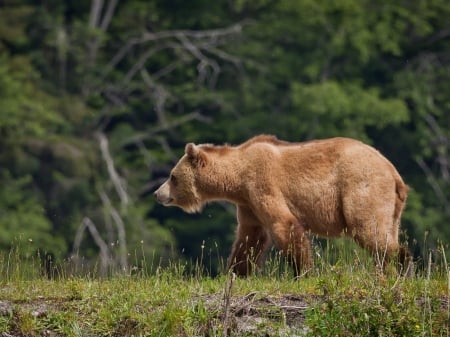 brown bear - bear, predator, wild animal, grizzly, wallpaper