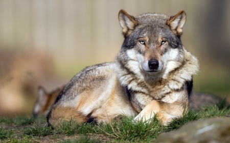 timber - wallpaper, black, wisdom, timber, wolf art, white, canislupus, wolf, wolves, saying, howling