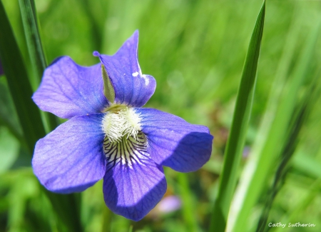 Always The Blue Sign Of Spring - nature, green, field, grass, flower, country, violet