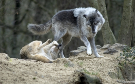 playing - wallpaper, black, wisdom, timber, wolf art, white, canislupus, wolf, wolves, saying, howling