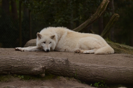 arctic wolf