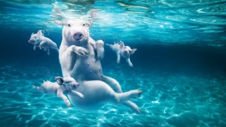 water fun - fun, pigs, water, swimming, pool, wallpaper