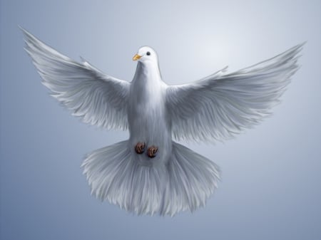 Dove - dove, wings, bird, flying