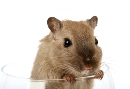 Cute little fellow - cute, rodent, hamster, glas