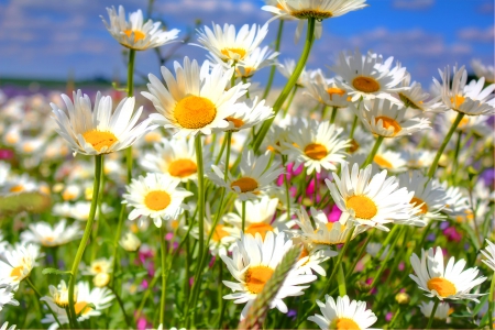 Daisy field - summer, field, flowers, daisies