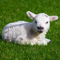 Little lamb