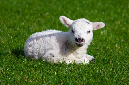 Little lamb - sheep, cute, spring, lamb, grass