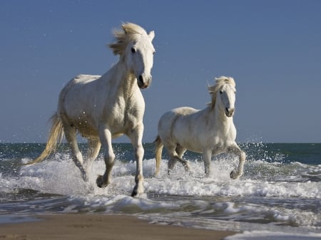 Horses on the beach - white, horse, water, beach, running