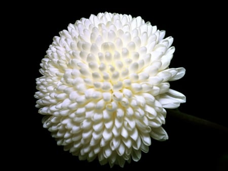 White chrysanthemum - white, flower, nature, chrysanthemum