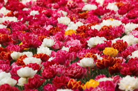 Double tulips - double, tulips, field, spring