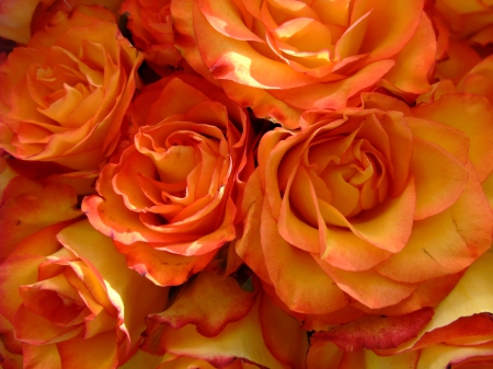 Roses - flowers, rose, apricot, yellow