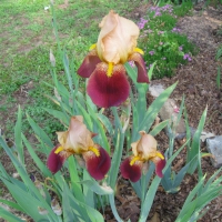 Iris