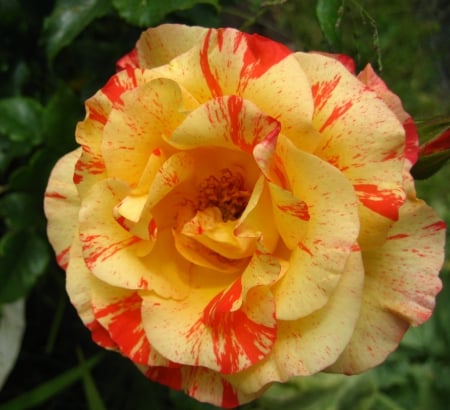 Rose - red, summer, flower, rose, yellow